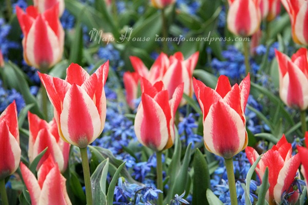 tulipshow16