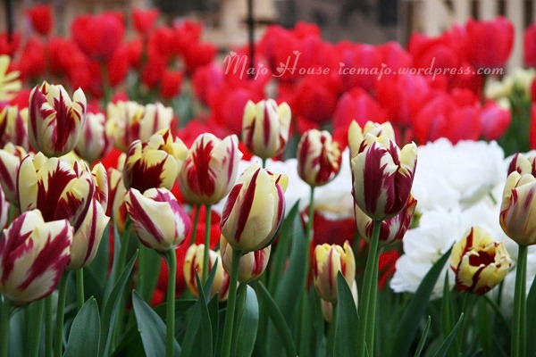 tulipshow25