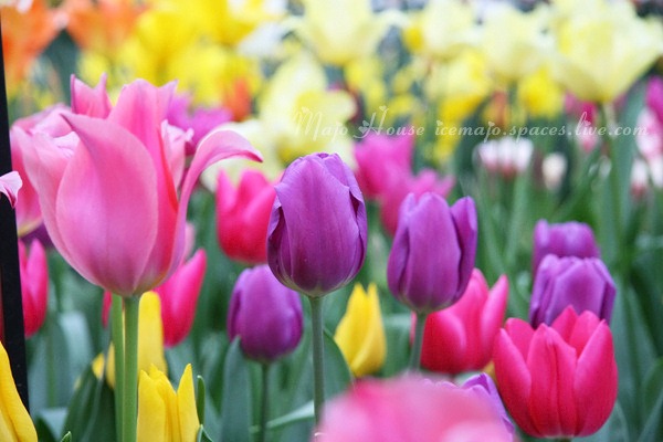 tulipshow33