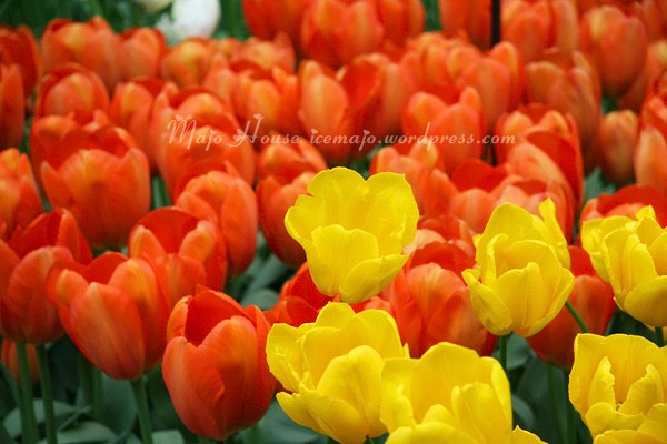 tulipshow55