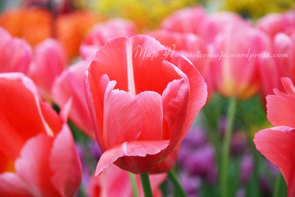 tulipshow60