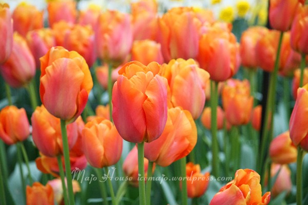 tulipshow65