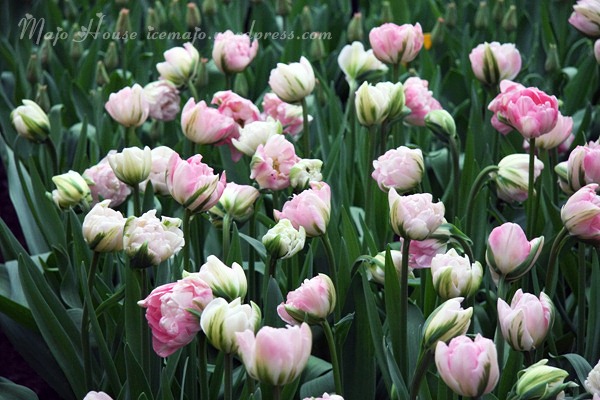 tulipshow73