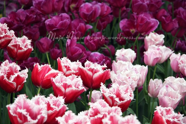 tulipshow82