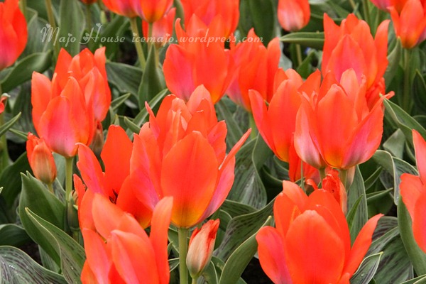 tulipshow15
