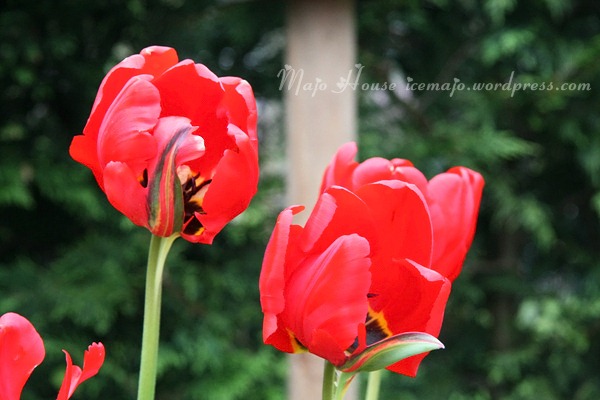tulipshow22