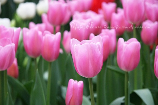 tulipshow50
